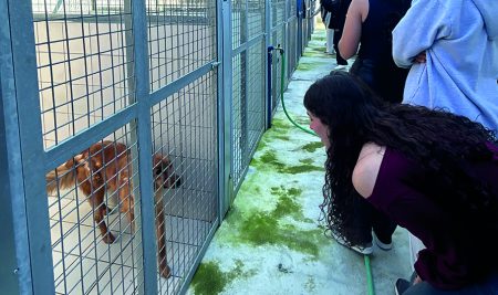 Bem Estar Animal e Melhoria do Canil de Concelho