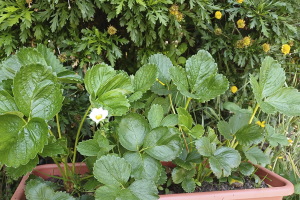 horta