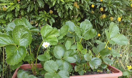 Horta Biológica