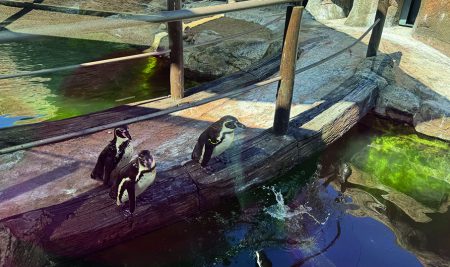 Visita ao SeaLife